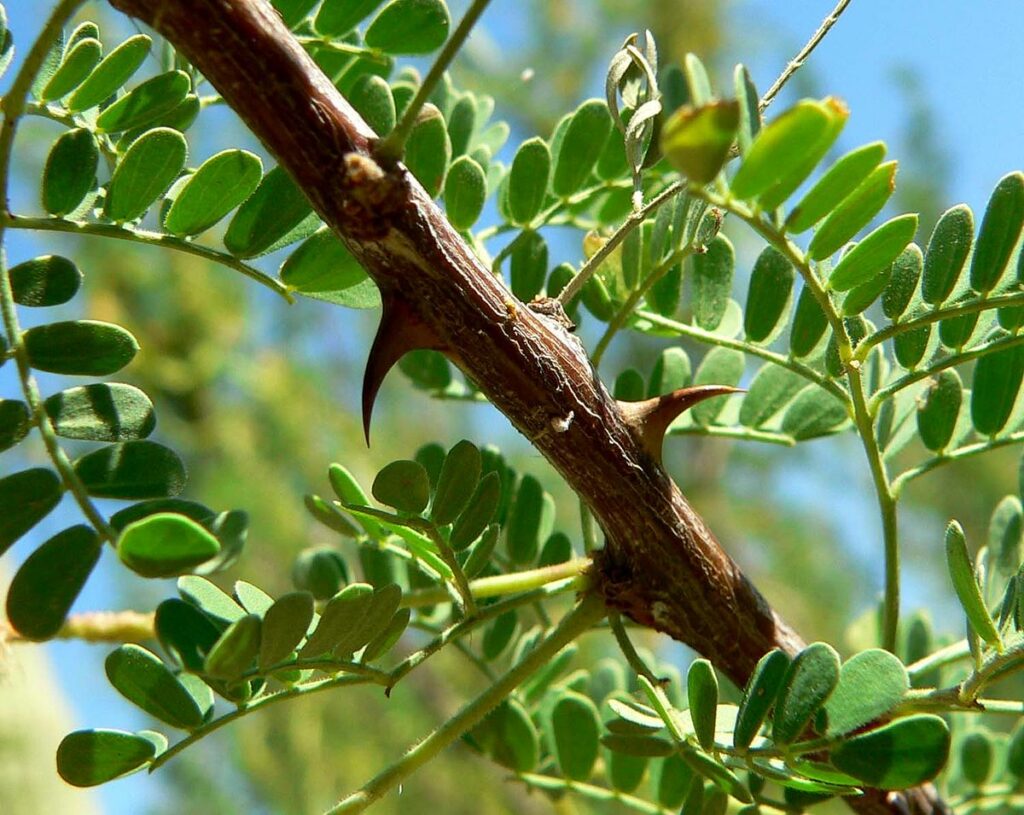 Masonic Tree ARBOL DE ACACIA – Museo de La Gran Logia De Panamá